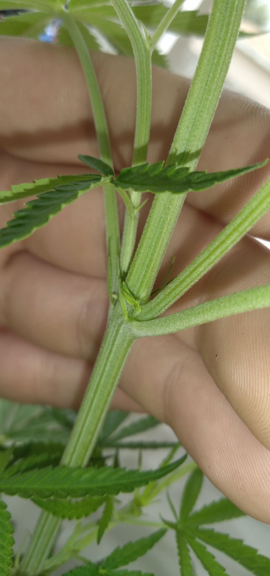 Does this look like a calyx mutation