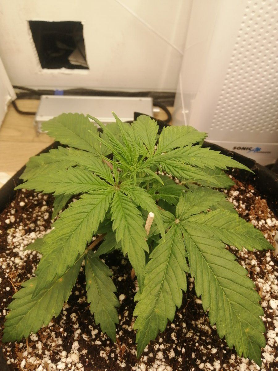 Does this look like calcium deficiency 2