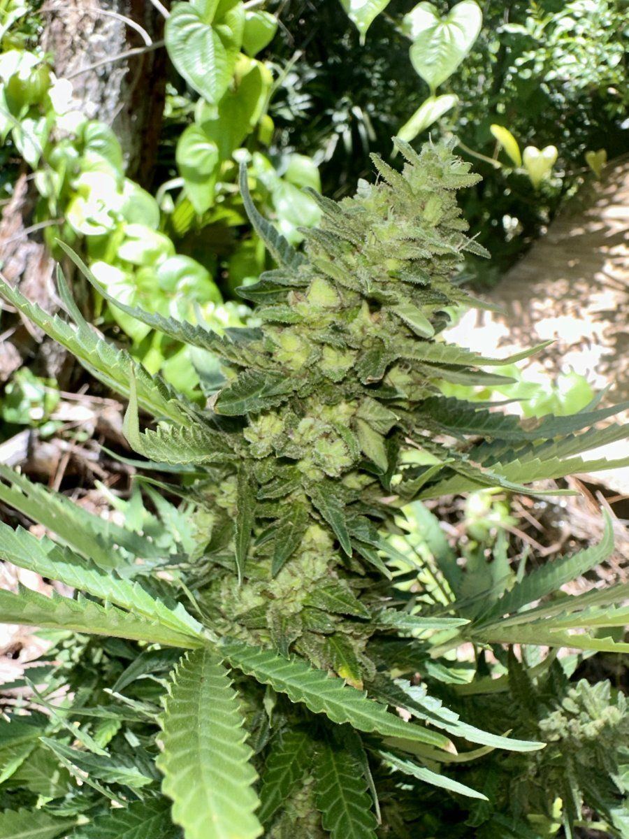 Does this look like it's growing seeds? - THCFarmer