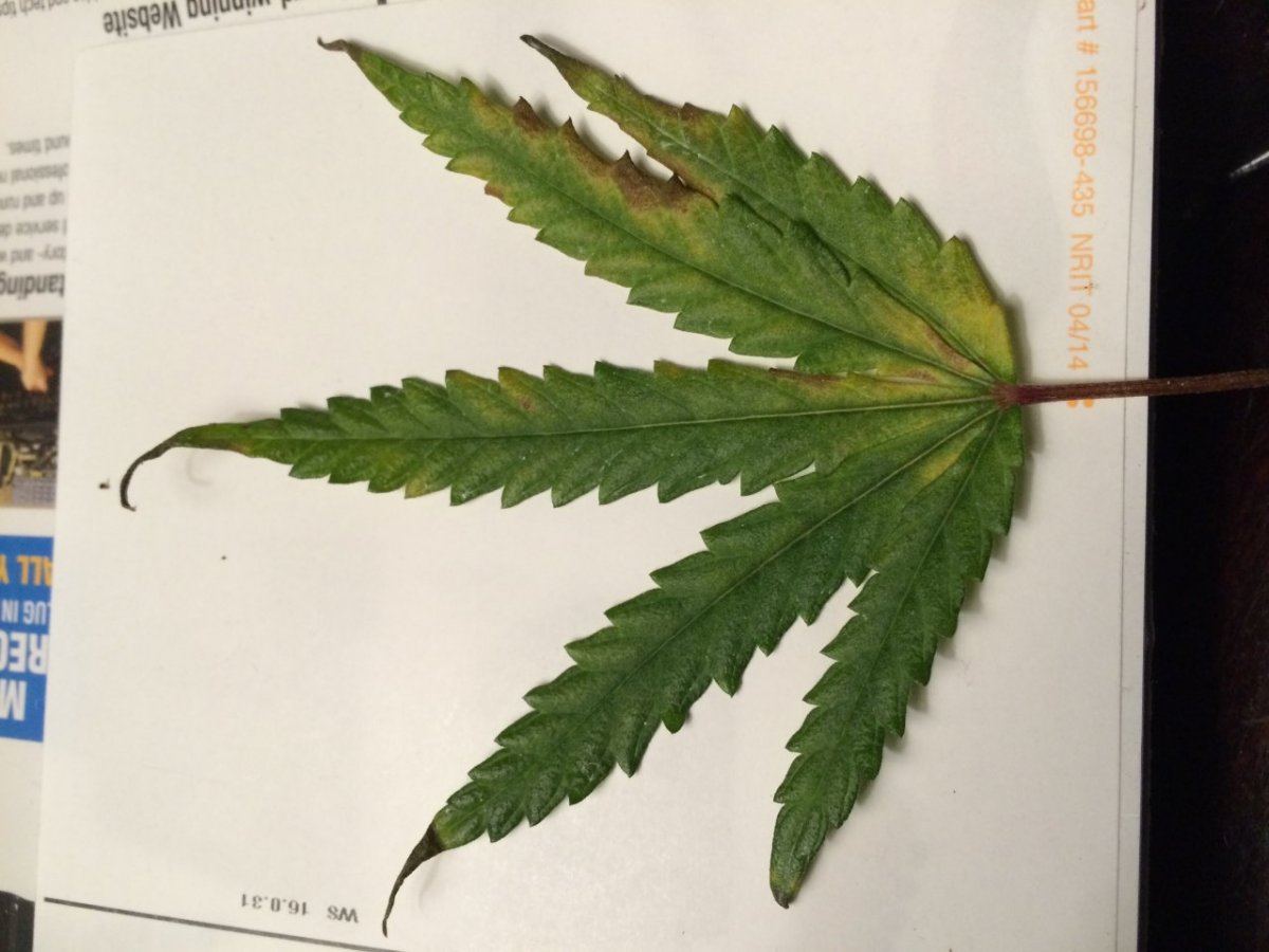Does this look like phosphorous deficiency   any idea why this is happening