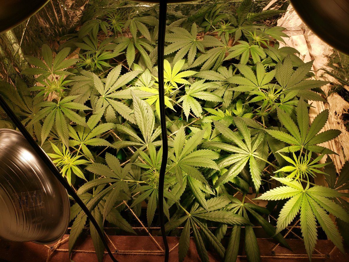 Does this look ok my first grow 5