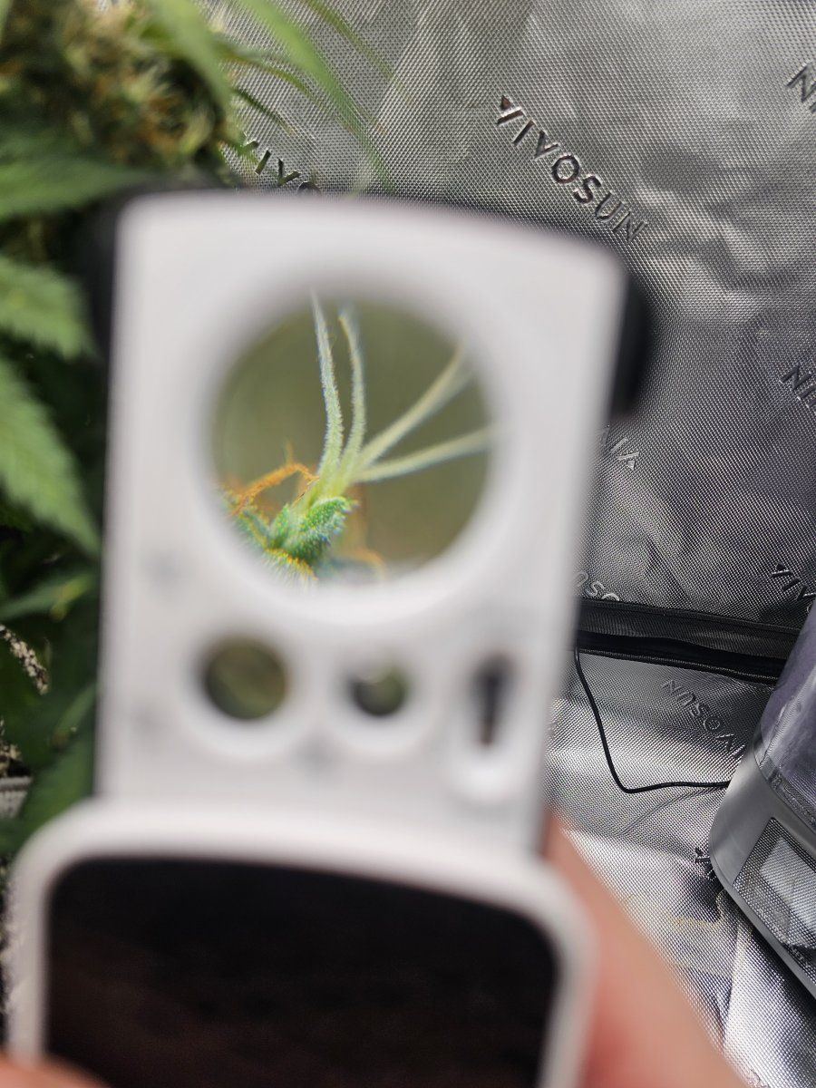 Does this look ready to harvest 3