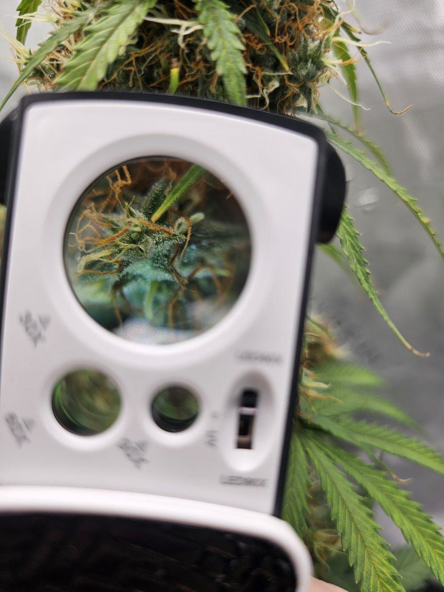 Does this look ready to harvest 4
