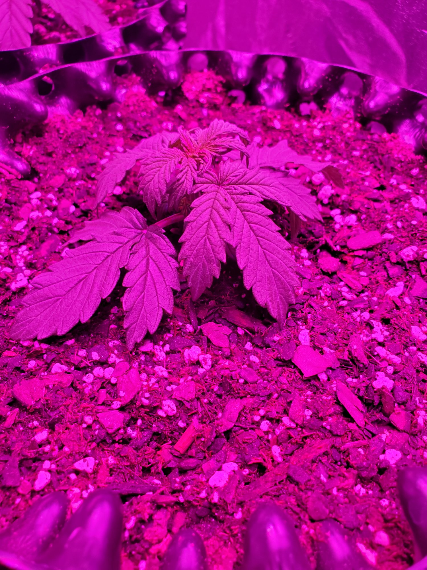Does this one look sick16 days 2
