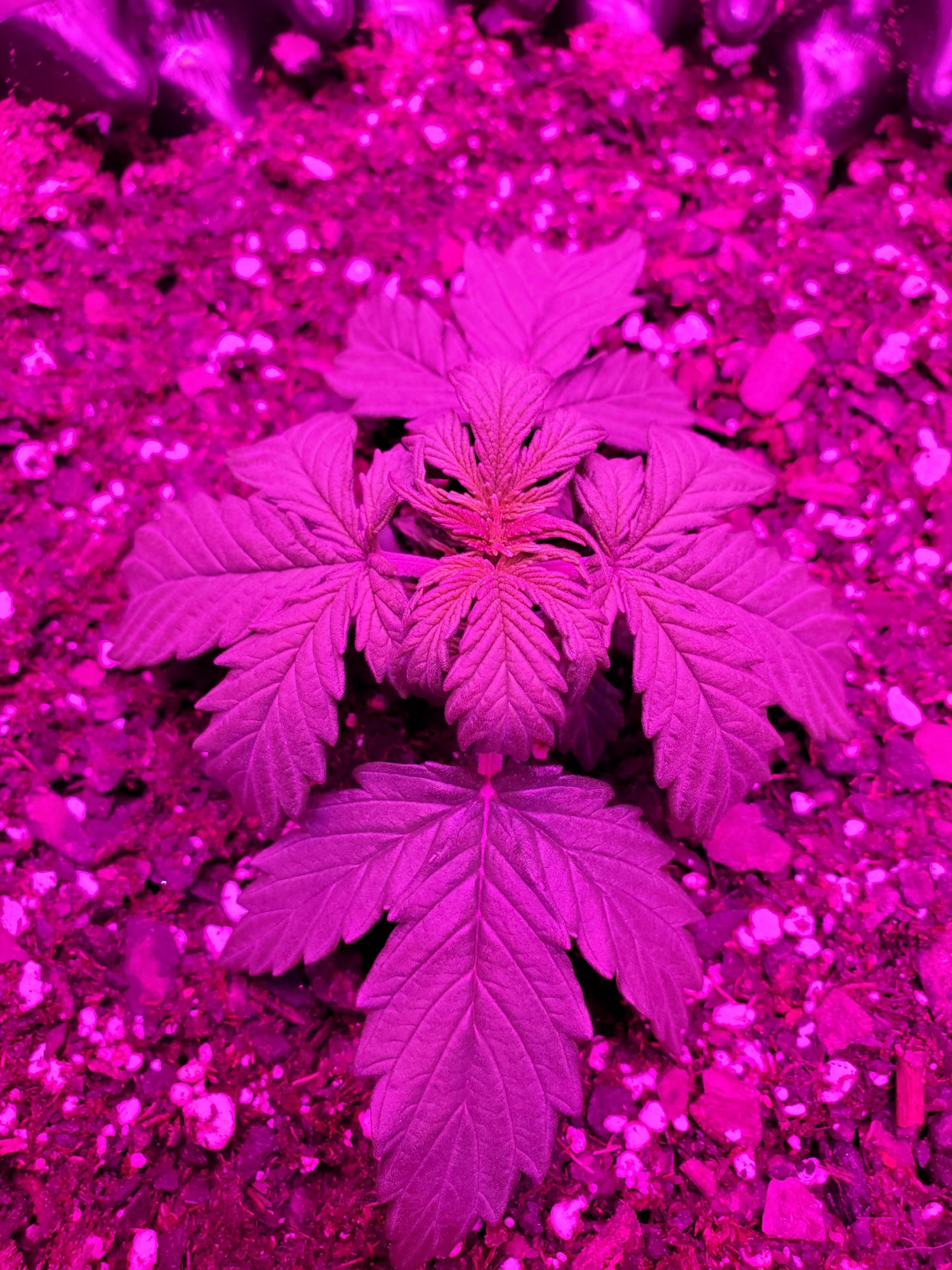 Does this one look sick16 days