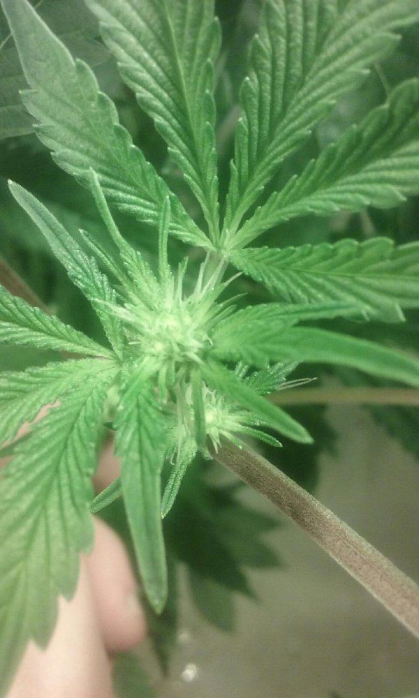 Does this plant look like herm 3