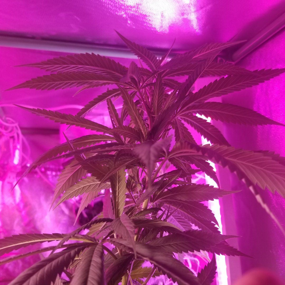 Does this plant look right 3