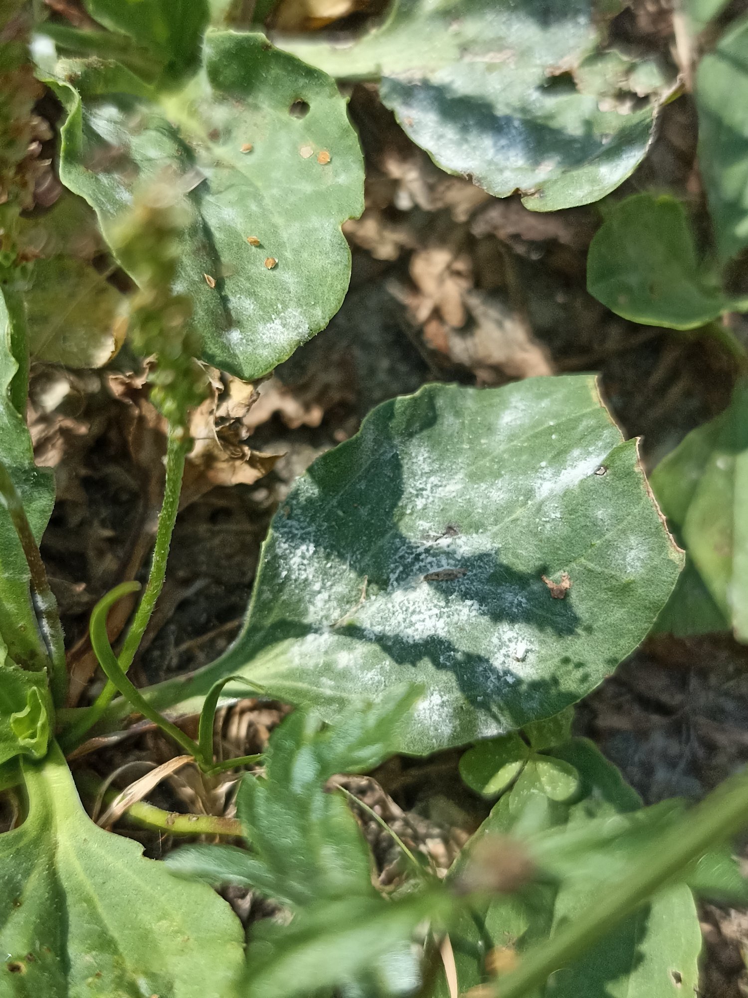 Does this powdery mildew seem to you badly white