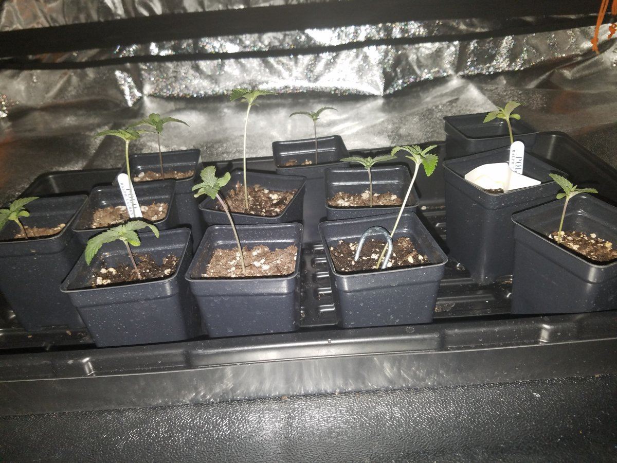 Does this room look right first grow 2
