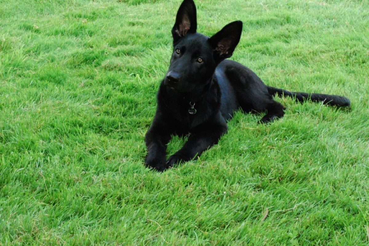 Dog 2