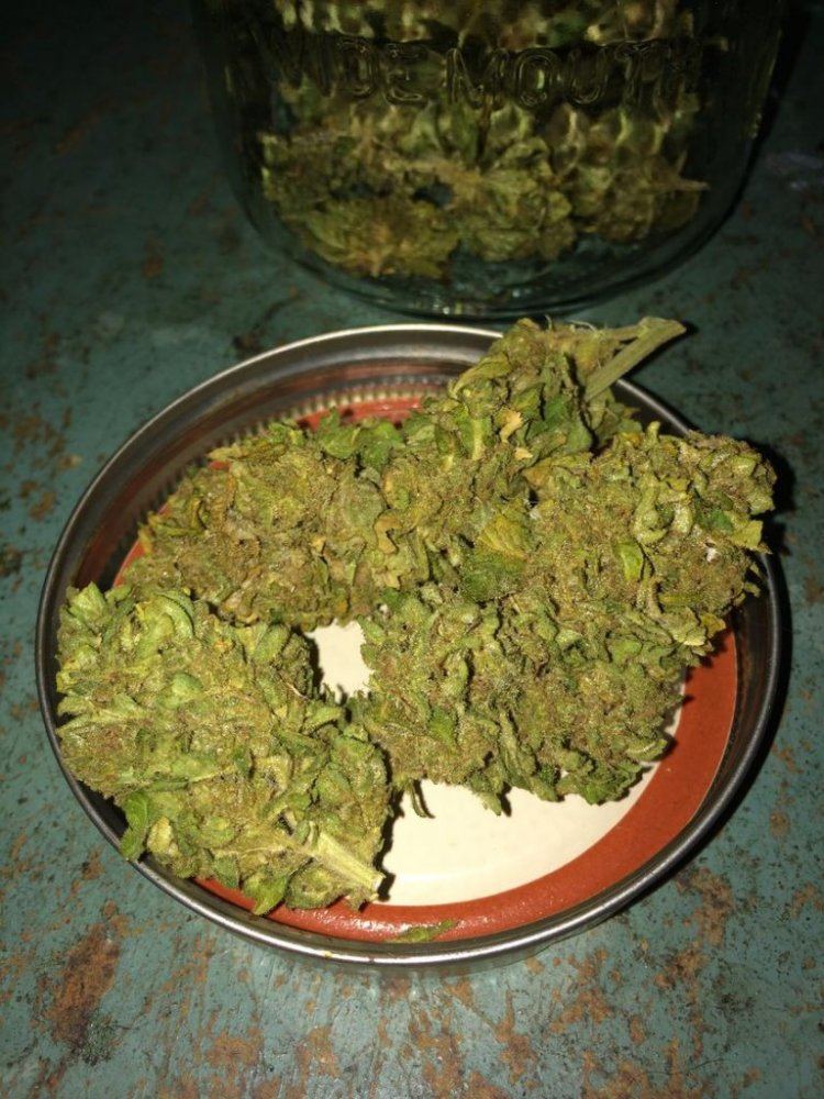 Dog bud 0525