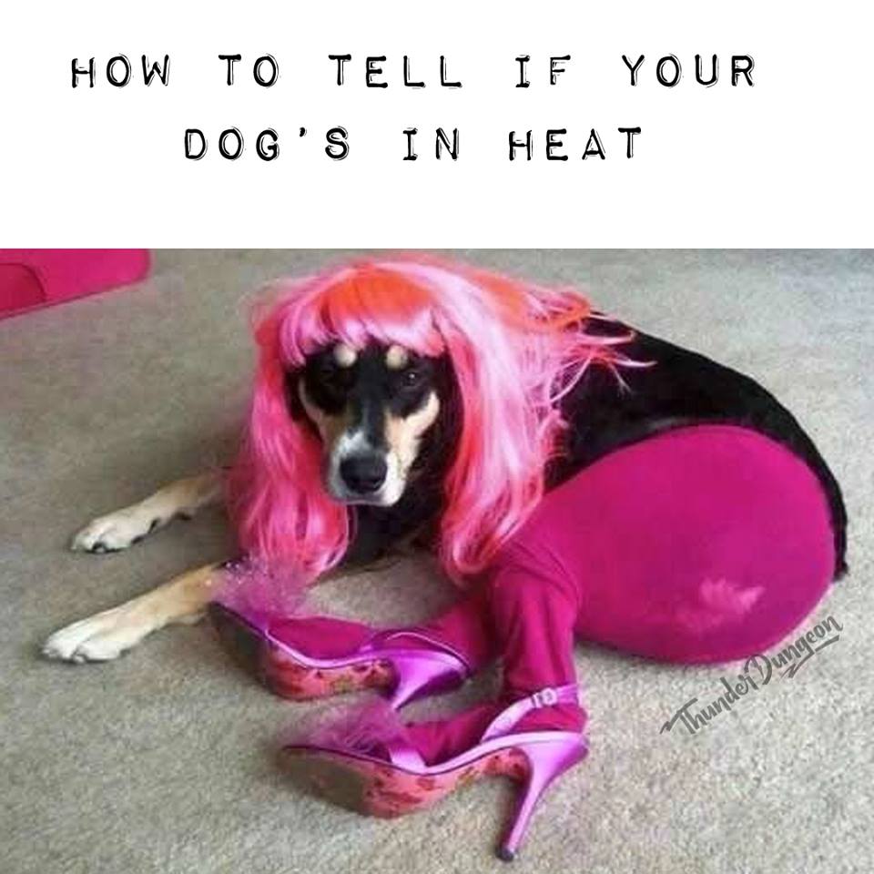 Dog in heat