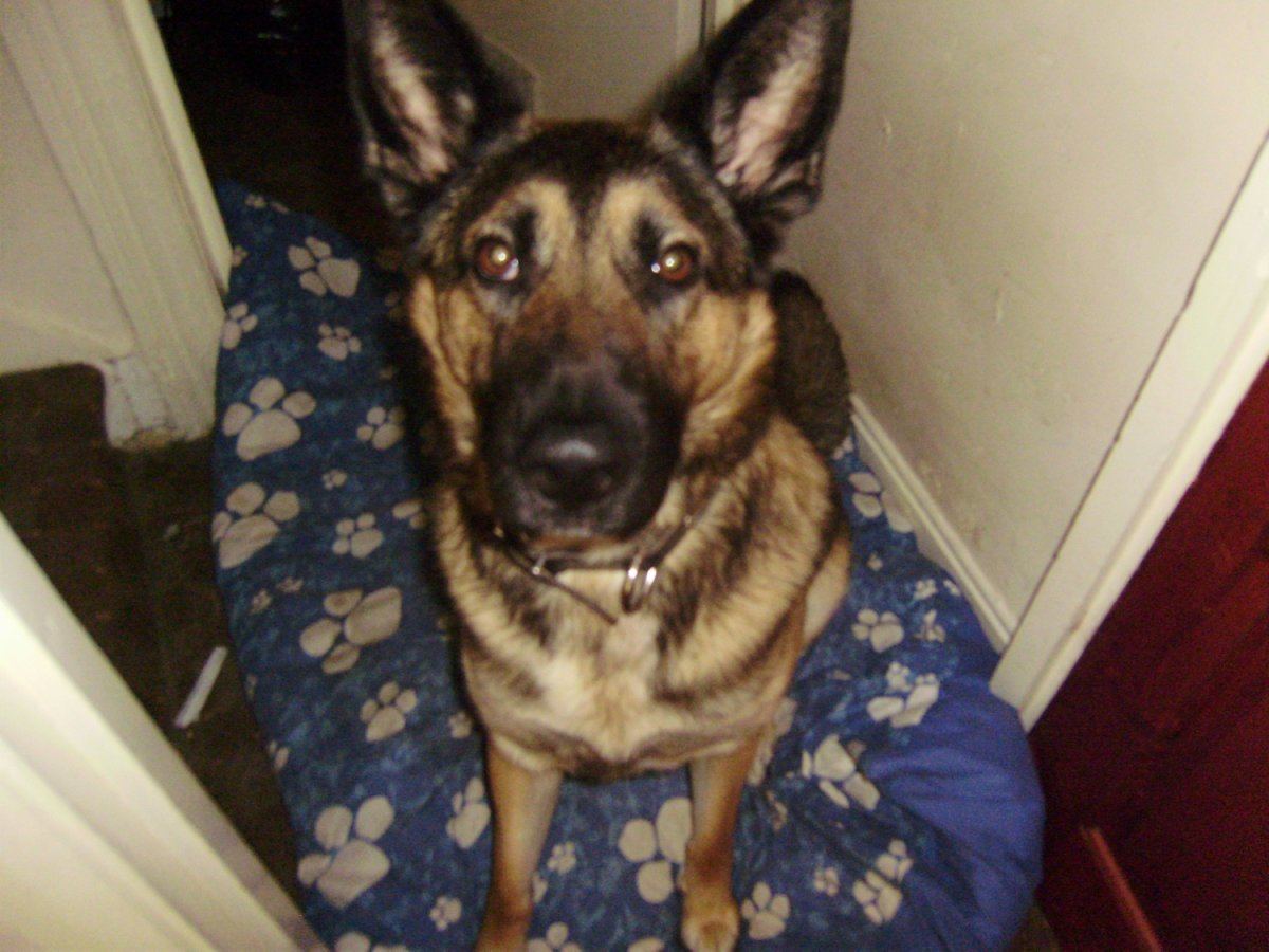 Dog