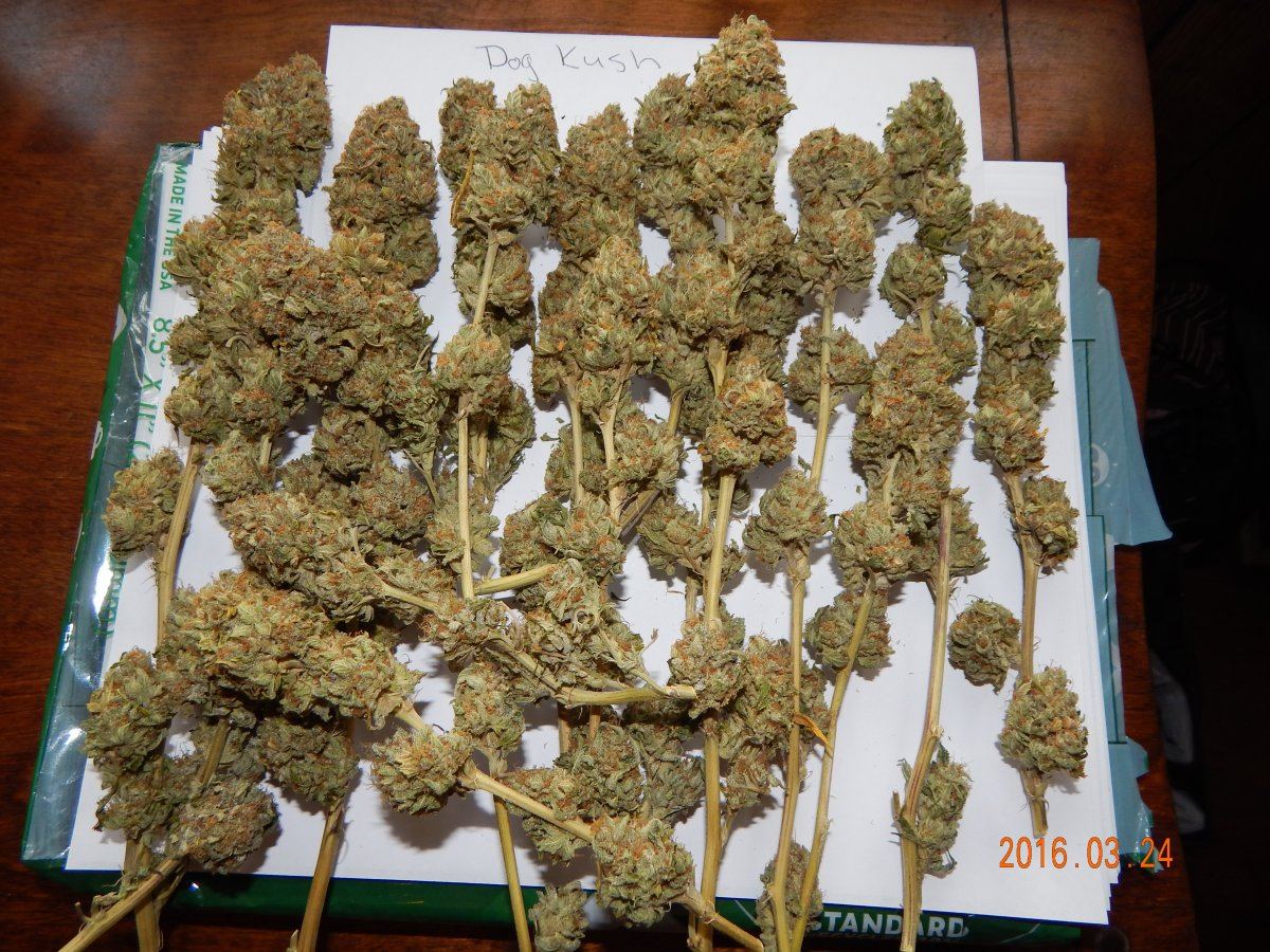 Dog kush 001