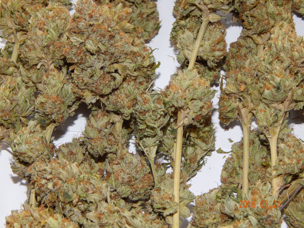 Dog kush 002
