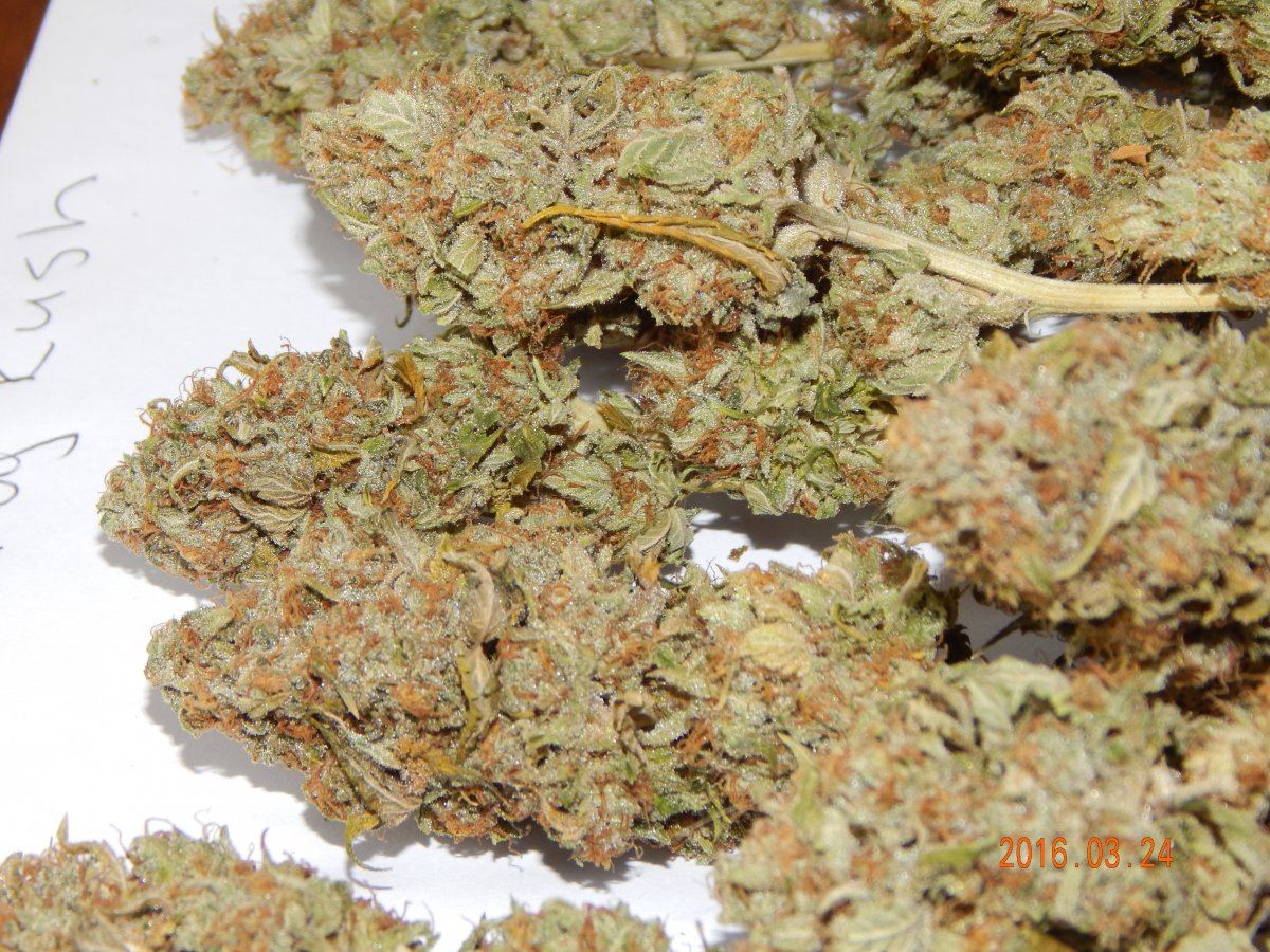 Dog kush 003