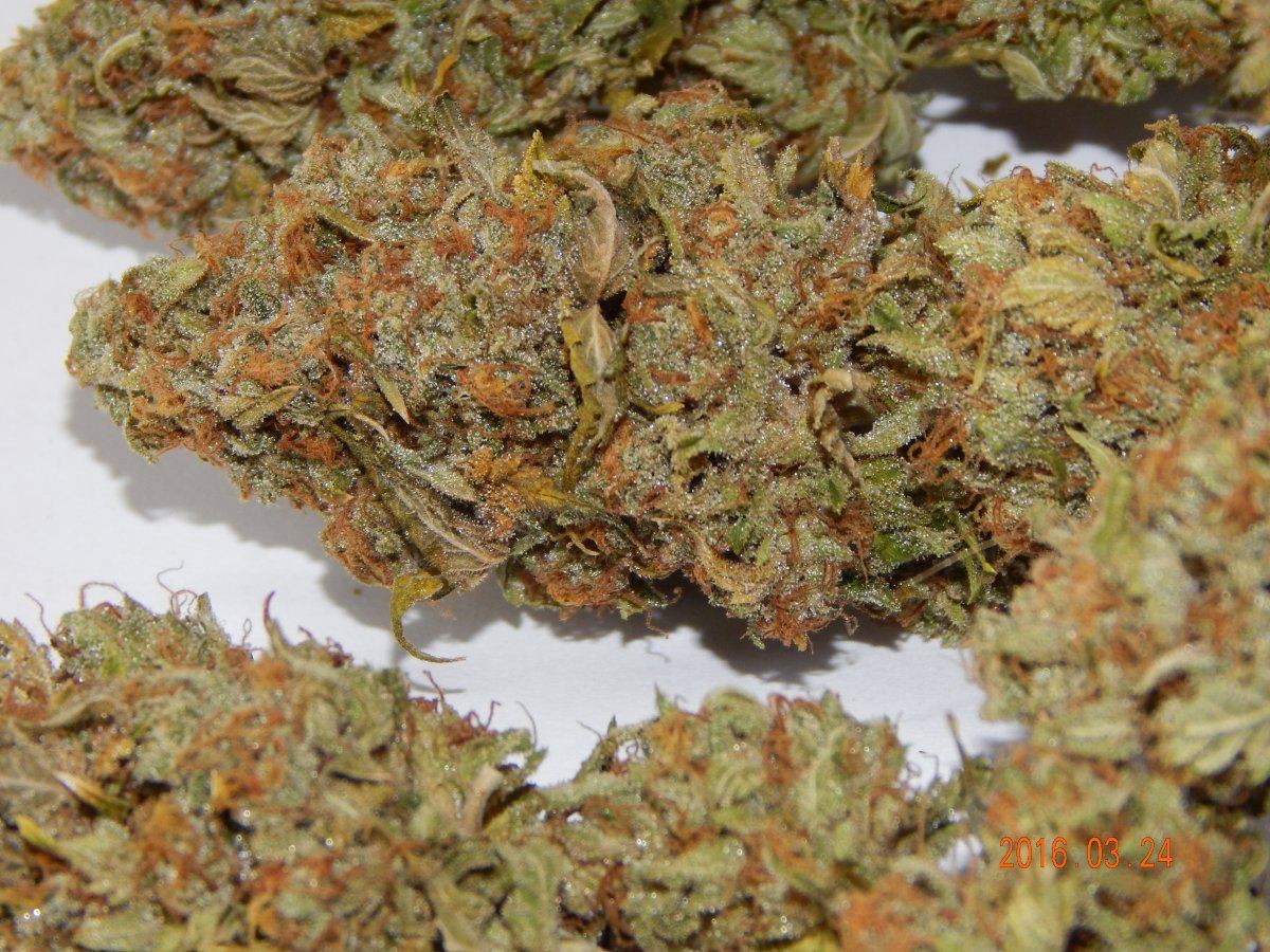 Dog kush 004