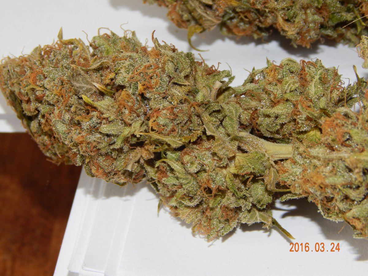 Dog kush 005