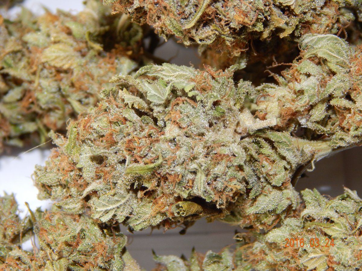 Dog kush 007