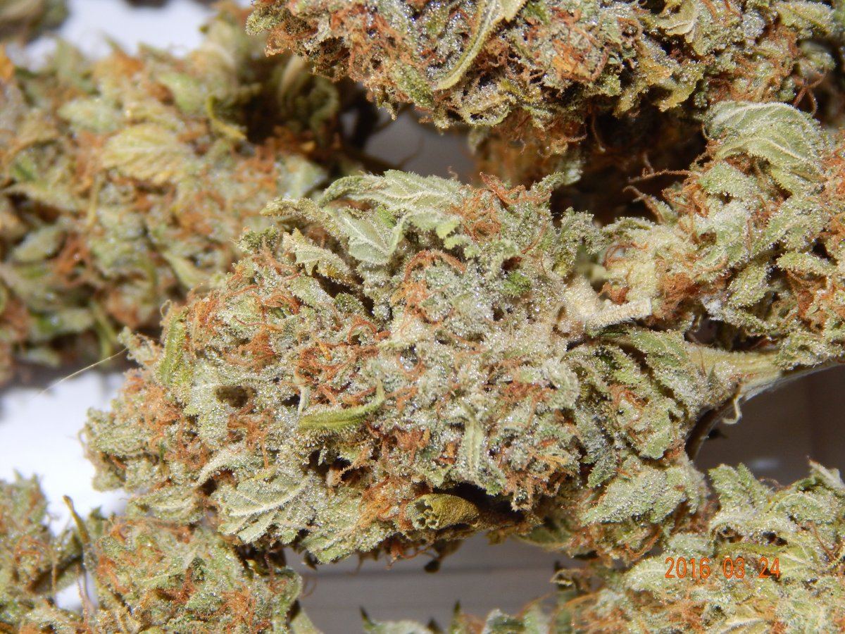 Dog kush 008