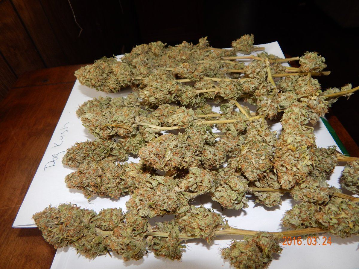 Dog kush 010