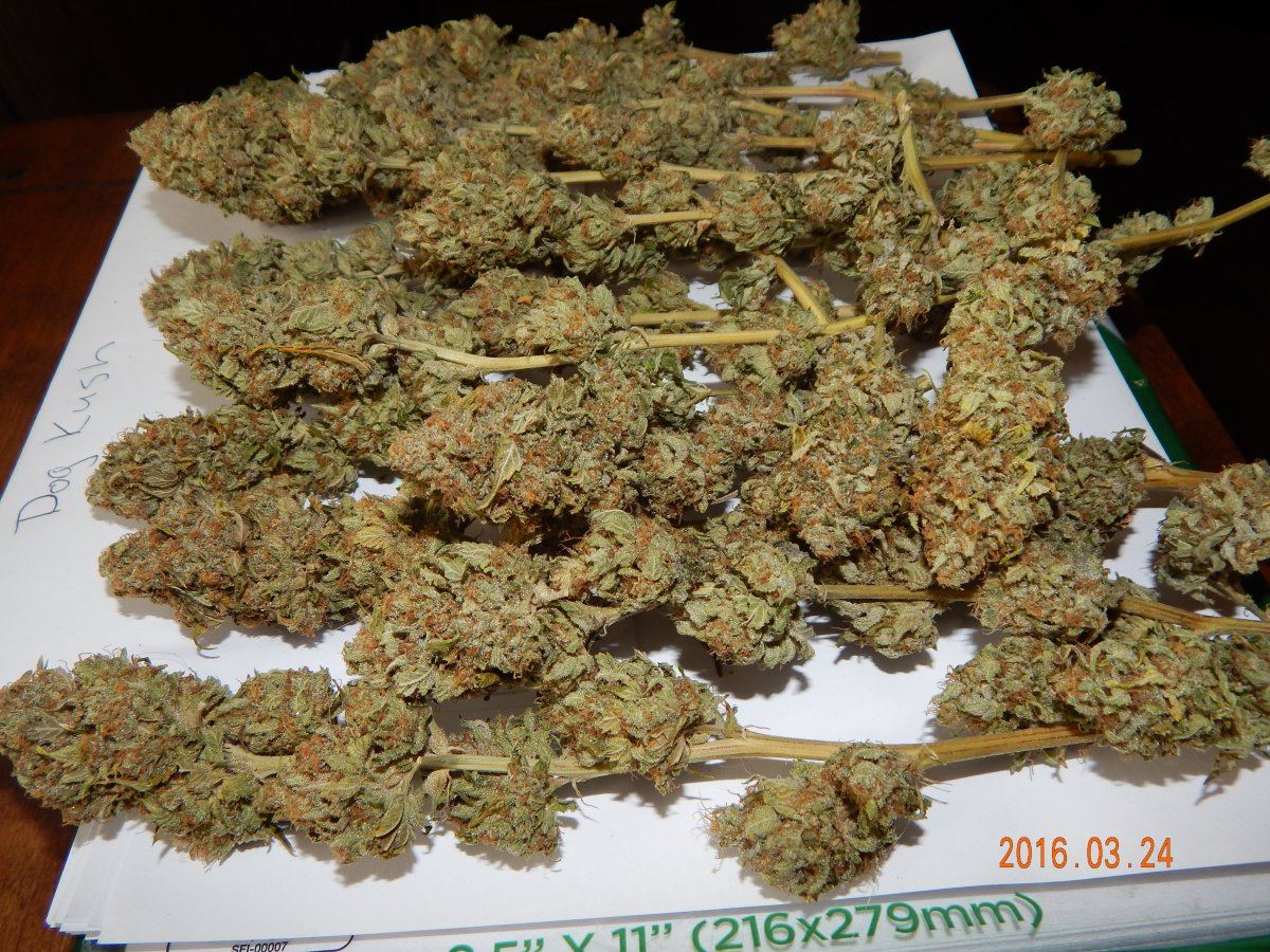Dog kush 012