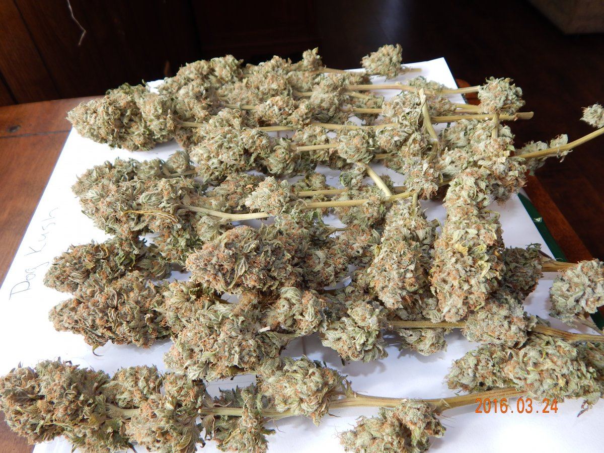 Dog kush 013