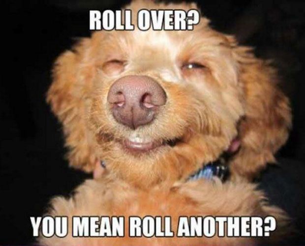 Dog meme 358346