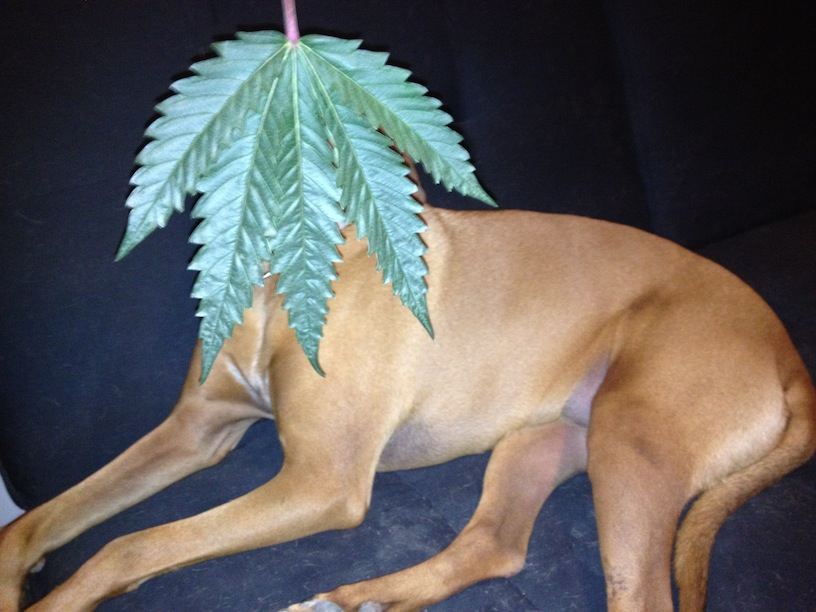 DOG sf