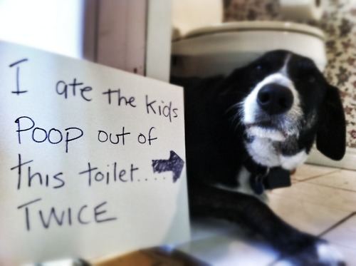 Dog shame 4