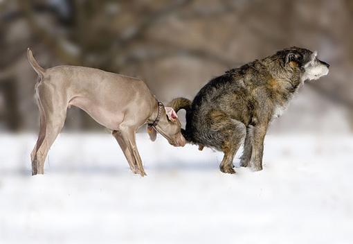 Dog sniffing another dog pooping