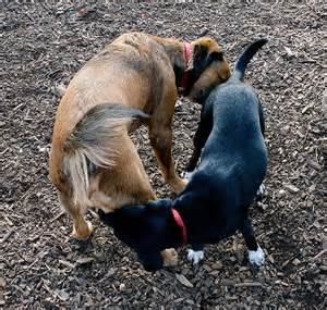 Dog training   dog body language 7