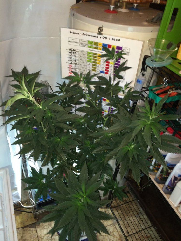 Dog veg 041814 b