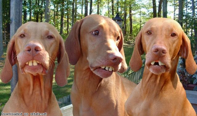 Dog teeth