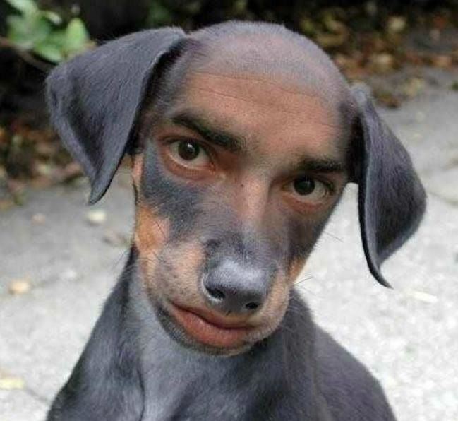 Dogface
