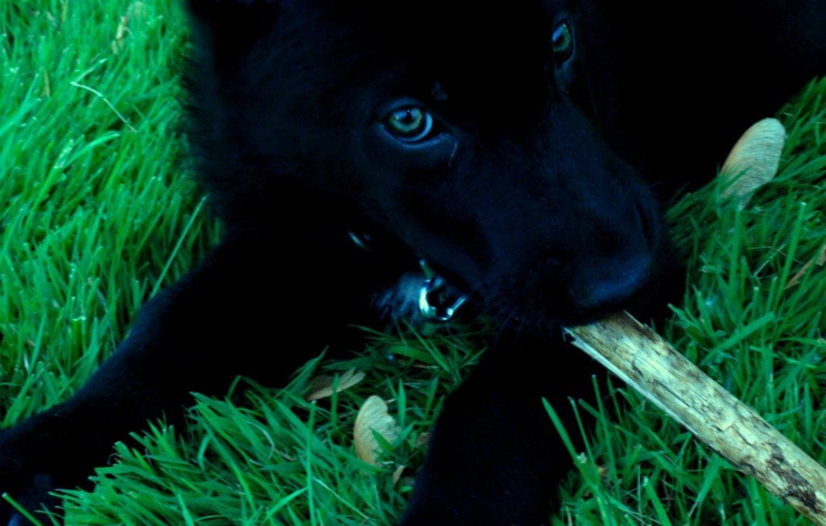 Doggy