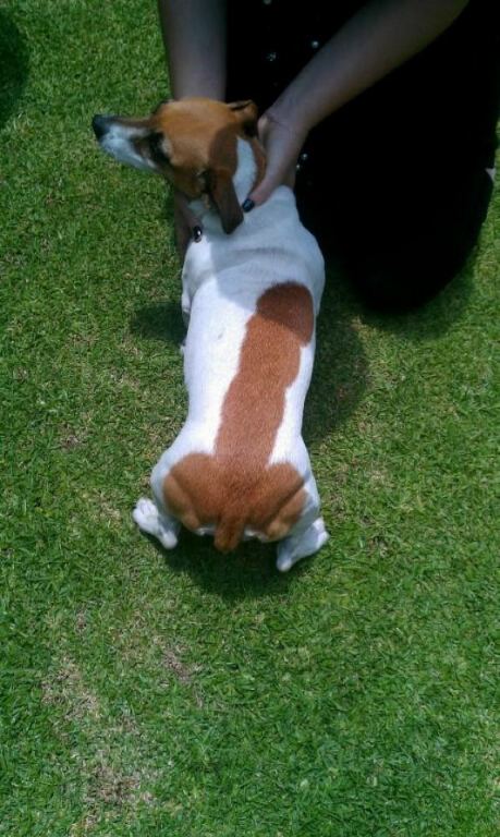 Dogpenisback