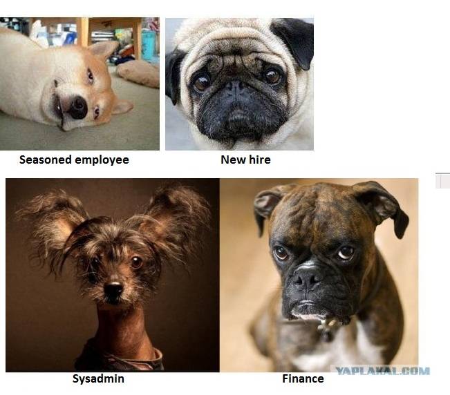 Dogs 2