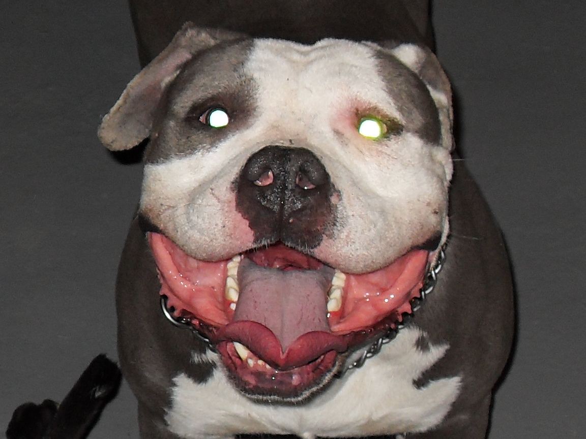 Dogs 218