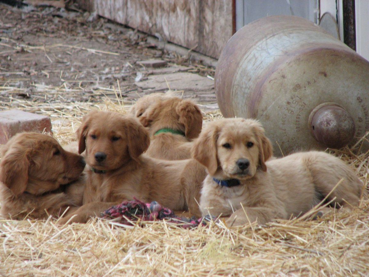 Dogs and stuff 001