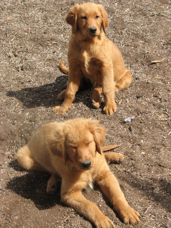 Dogs and stuff 030 800x600