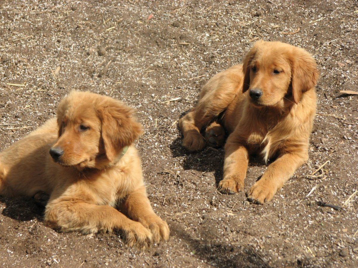 Dogs and stuff 034