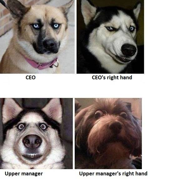 Dogs