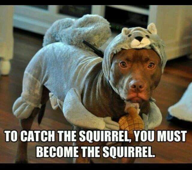 Dogsquirrellol