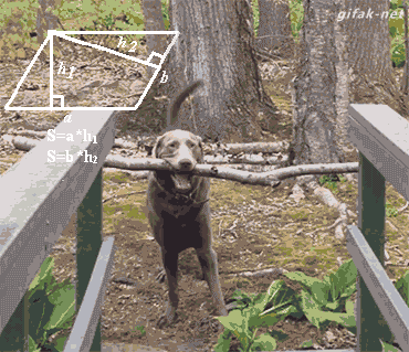 Dogstick