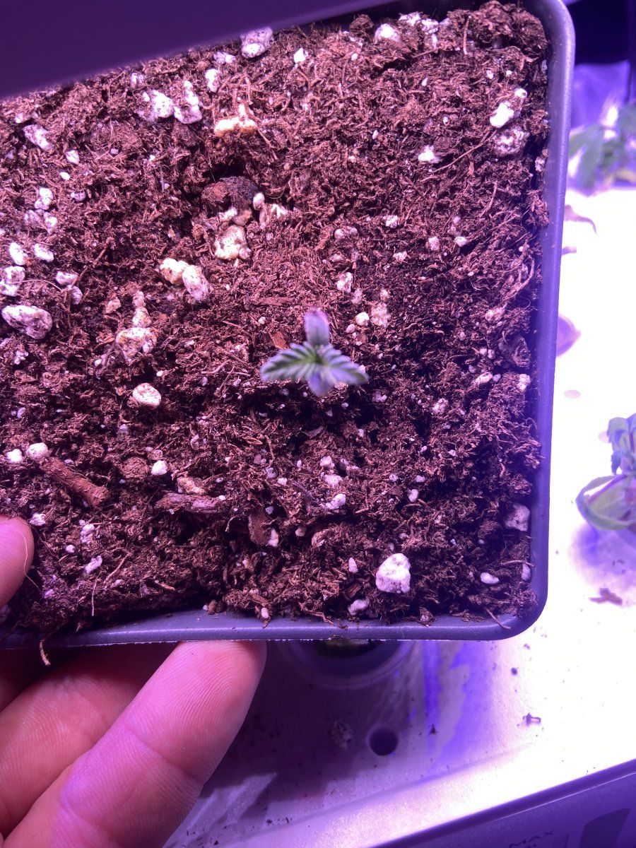 Doing the best with what i have 12