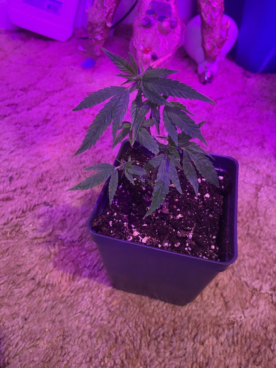 Doing the best with what i have 13