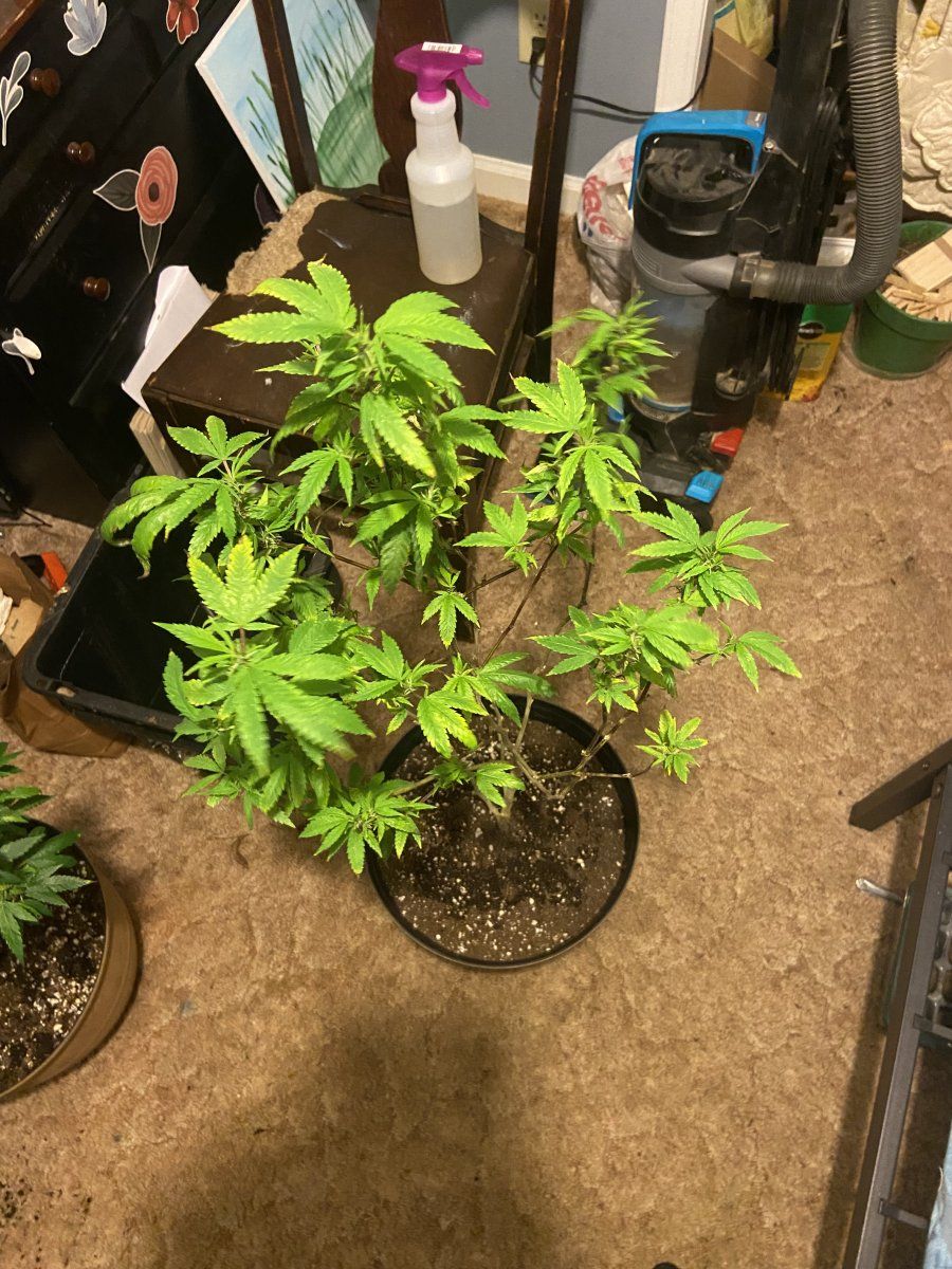 Doing the best with what i have 2