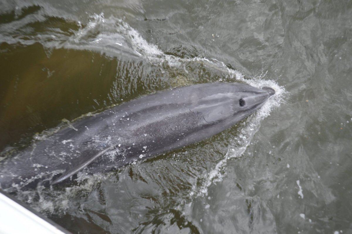 Dolphin