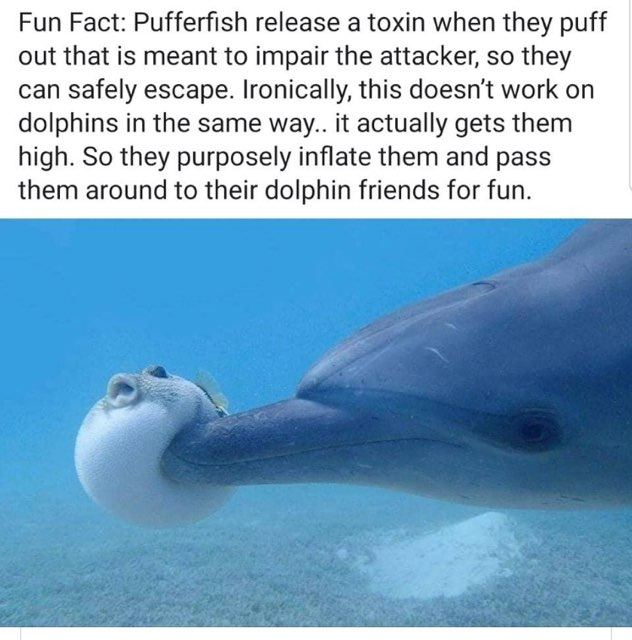 Dolphins are people too